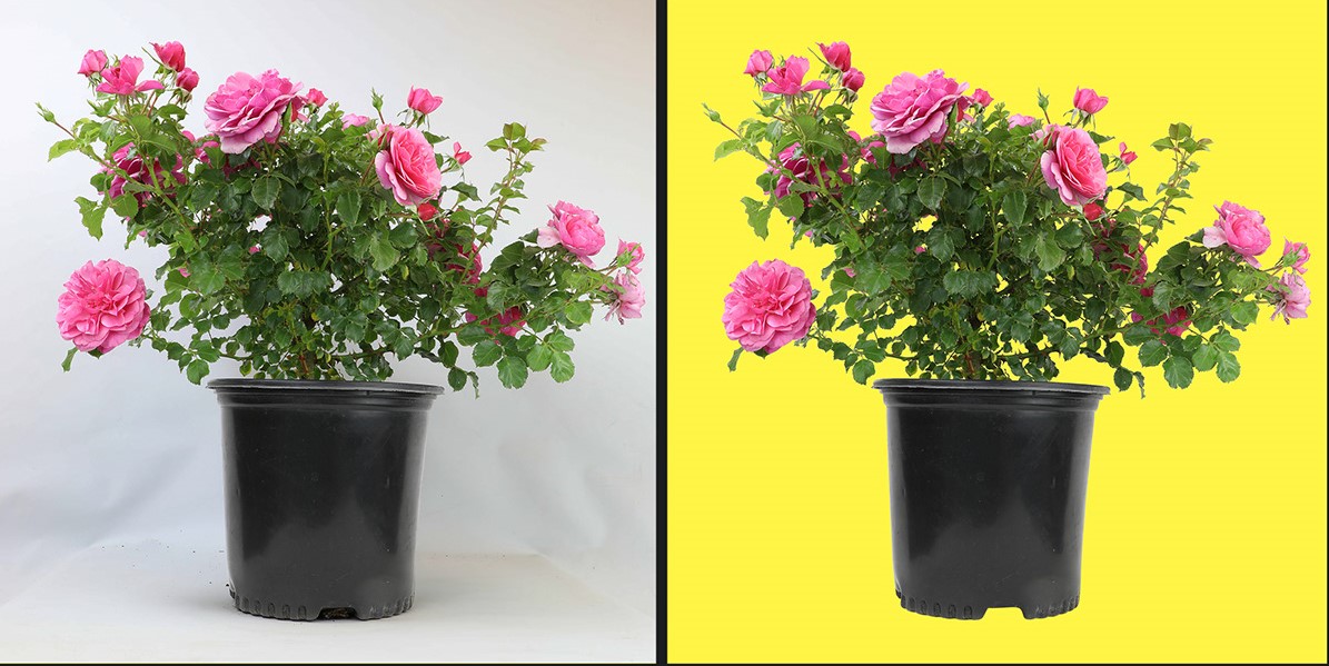 Complex flower tree image masking before-after